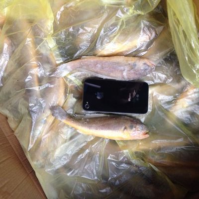 【7-8條舟山條凍小黃魚 前三潮水】?jī)r(jià)格,廠家,圖片,鮮活/冷凍水產(chǎn),夏凱-