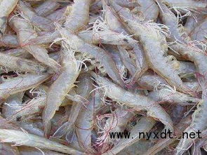 水產(chǎn)養(yǎng)殖 高溫季節(jié)下怎么養(yǎng)殖南美白對蝦