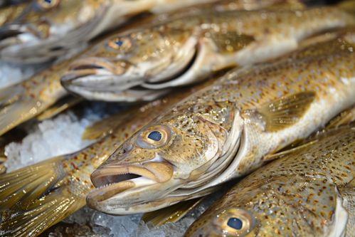 海產(chǎn)品食材水產(chǎn)銀鱈魚(yú) 攝影圖