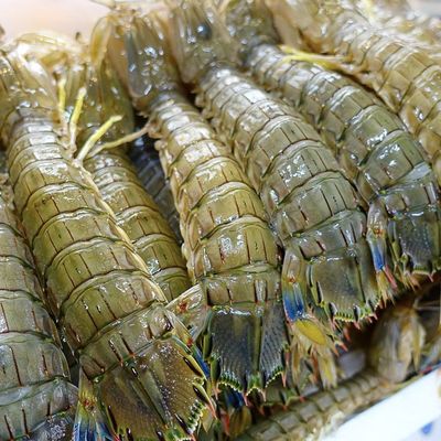 清蒸“皮皮蝦”、生腌“瀨尿蝦”、椒鹽“富貴蝦”,你愛(ài)哪種蝦蛄?