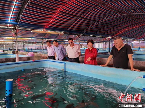 臺(tái)商積極利用自貿(mào)港政策布局海南