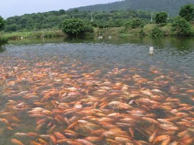 水產(chǎn)養(yǎng)殖水質常規(guī)檢測的傳感器有哪些