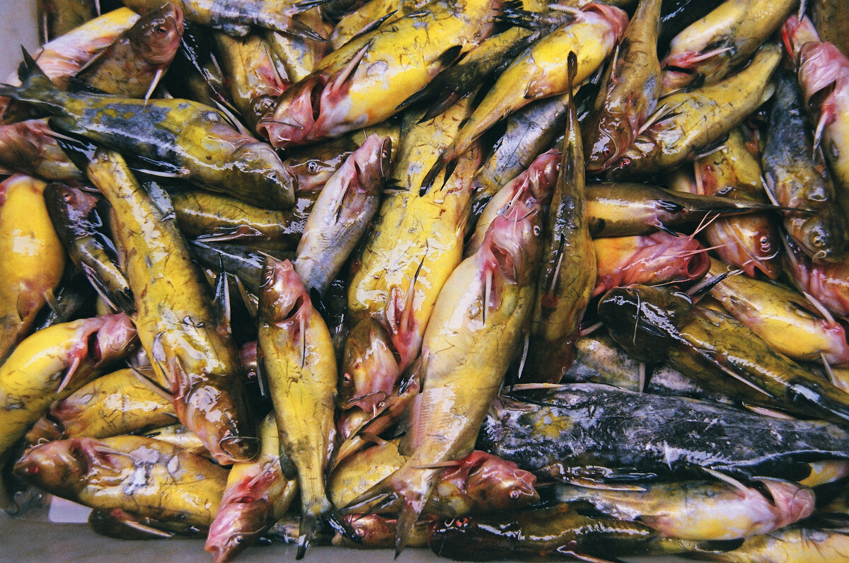 菜市場之水產(chǎn)