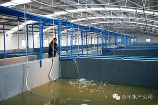 江蘇連云港東辛水產(chǎn)育苗場全力以赴備育苗