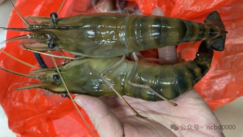 年產(chǎn)1600萬斤魚蝦,40年水產(chǎn)老兵進(jìn)軍小棚蝦市場,投6000萬元建種苗場 2024小棚蝦產(chǎn)業(yè)調(diào)研⑩