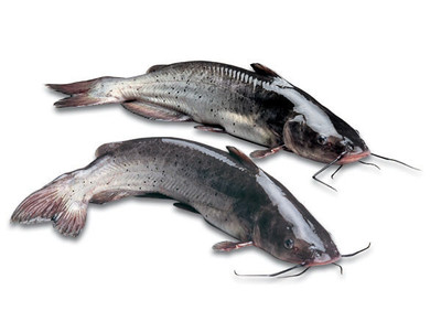 鯰魚(yú)、鉗魚(yú)、鮰魚(yú)是同一個(gè)魚(yú)品種嗎?_360問(wèn)答